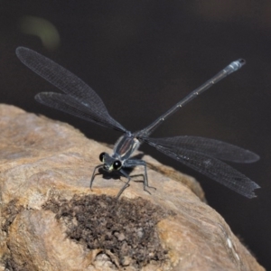 Austroargiolestes icteromelas at Mount Clear, ACT - 7 Jan 2017 10:46 AM