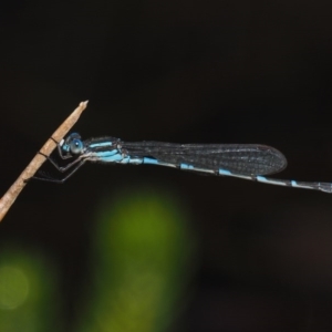 Austrolestes leda at Mount Clear, ACT - 7 Jan 2017 10:46 AM