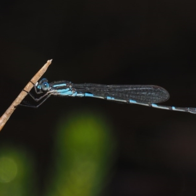 Austrolestes leda (Wandering Ringtail) at Mount Clear, ACT - 6 Jan 2017 by KenT