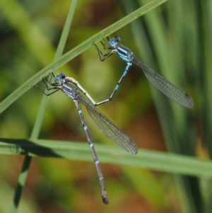 Austrolestes leda at Mount Clear, ACT - 7 Jan 2017 10:46 AM