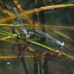 Austrolestes leda at Mount Clear, ACT - 7 Jan 2017 10:46 AM