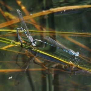 Austrolestes leda at Mount Clear, ACT - 7 Jan 2017 10:46 AM