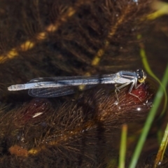 Ischnura heterosticta (Common Bluetail Damselfly) at Mount Clear, ACT - 7 Jan 2017 by KenT