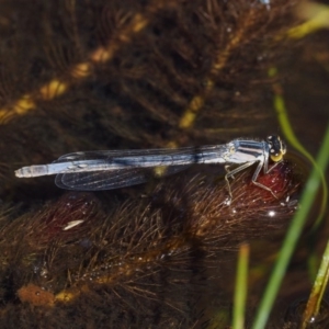 Ischnura heterosticta at Mount Clear, ACT - 7 Jan 2017