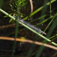 Ischnura heterosticta at Mount Clear, ACT - 7 Jan 2017