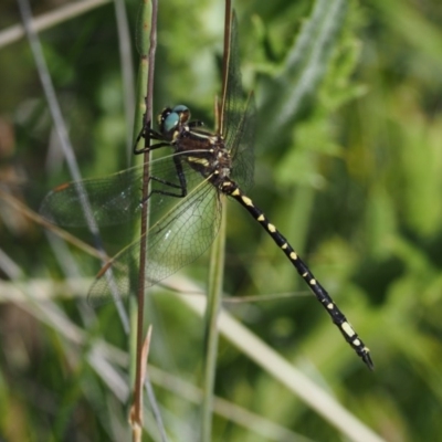 Synthemis eustalacta (Swamp Tigertail) at Mount Clear, ACT - 7 Jan 2017 by KenT