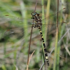 Synthemis eustalacta at Mount Clear, ACT - 7 Jan 2017