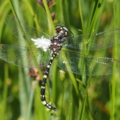 Synthemis eustalacta at Mount Clear, ACT - 7 Jan 2017