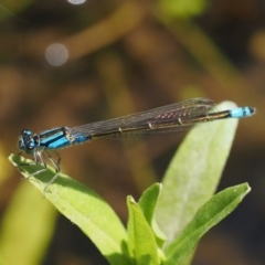 Ischnura heterosticta (Common Bluetail Damselfly) at Mount Clear, ACT - 7 Jan 2017 by KenT