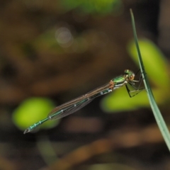 Austrolestes cingulatus (Metallic Ringtail) at Mount Clear, ACT - 7 Jan 2017 by KenT