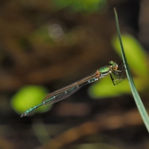 Austrolestes cingulatus at Mount Clear, ACT - 7 Jan 2017