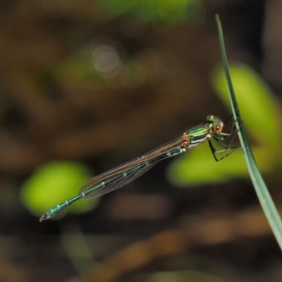 Austrolestes cingulatus (Metallic Ringtail) at Mount Clear, ACT - 7 Jan 2017 by KenT