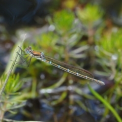 Austrolestes cingulatus at Mount Clear, ACT - 7 Jan 2017 01:14 PM