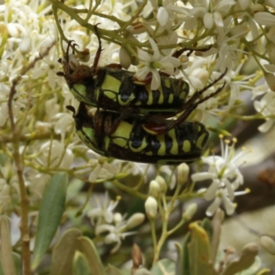 Eupoecila australasiae (Fiddler Beetle) at Stromlo, ACT - 13 Jan 2017 by ibaird