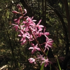 Dipodium punctatum (Blotched Hyacinth Orchid) at Birrigai - 14 Jan 2017 by JohnBundock