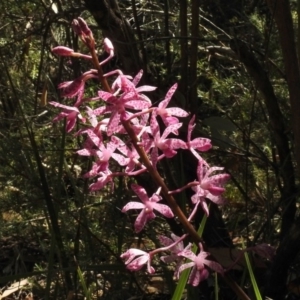 Dipodium punctatum at Paddys River, ACT - 14 Jan 2017