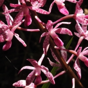 Dipodium punctatum at Paddys River, ACT - 14 Jan 2017