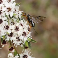 Ichneumonidae (family) (Unidentified ichneumon wasp) at Blue Range - 13 Jan 2017 by ibaird