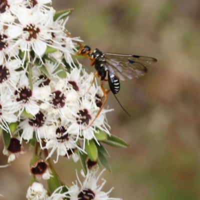 Aulacidae (family) (Aulacid parasitic wasps) at Coree, ACT - 13 Jan 2017 by ibaird