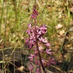 Dipodium punctatum (Blotched Hyacinth Orchid) at Birrigai - 14 Jan 2017 by JohnBundock