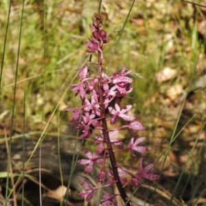 Dipodium punctatum at Paddys River, ACT - 14 Jan 2017