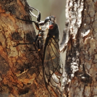 Psaltoda moerens (Redeye cicada) at Tidbinbilla Nature Reserve - 14 Jan 2017 by JohnBundock