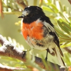 Petroica boodang (Scarlet Robin) at Tidbinbilla Nature Reserve - 14 Jan 2017 by JohnBundock