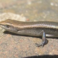 Lampropholis delicata (Delicate Skink) at Kambah, ACT - 4 Jan 2017 by MatthewFrawley