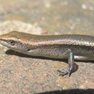 Lampropholis delicata at Kambah, ACT - 4 Jan 2017