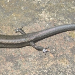 Lampropholis delicata at Kambah, ACT - 4 Jan 2017 03:01 PM