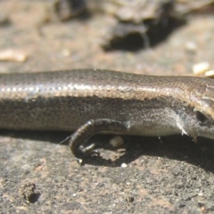 Lampropholis delicata at Kambah, ACT - 4 Jan 2017 03:01 PM