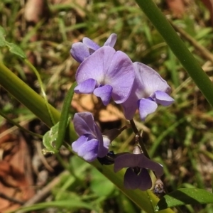 Glycine clandestina at Paddys River, ACT - 14 Jan 2017