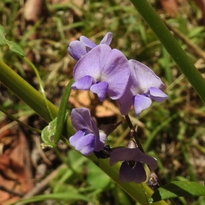 Glycine clandestina (Twining Glycine) at Birrigai - 14 Jan 2017 by JohnBundock