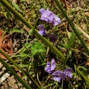 Glycine clandestina at Paddys River, ACT - 14 Jan 2017