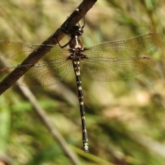 Synthemis eustalacta (Swamp Tigertail) at Birrigai - 14 Jan 2017 by JohnBundock