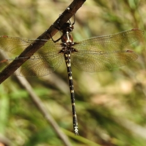 Synthemis eustalacta at Paddys River, ACT - 14 Jan 2017 11:06 AM