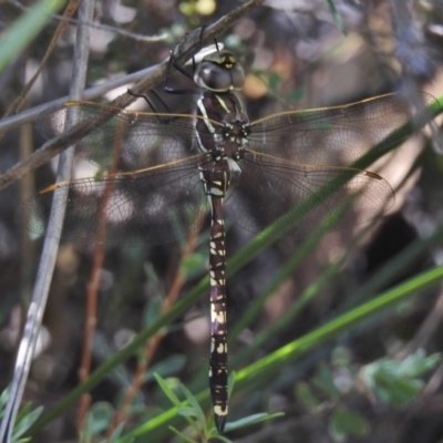 Adversaeschna brevistyla (Blue-spotted Hawker) at Birrigai - 13 Jan 2017 by JohnBundock