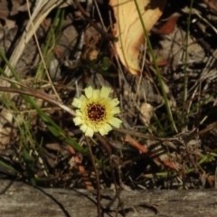 Tolpis barbata (Yellow Hawkweed) at Paddys River, ACT - 14 Jan 2017 by JohnBundock