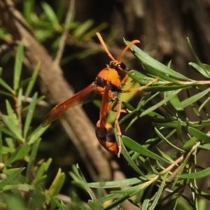 Delta bicinctum at Paddys River, ACT - 14 Jan 2017