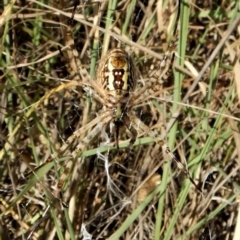 Argiope trifasciata (Banded orb weaver) at Belconnen, ACT - 11 Jan 2017 by CathB