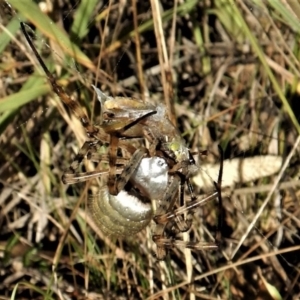 Argiope trifasciata at Belconnen, ACT - 11 Jan 2017 07:56 AM