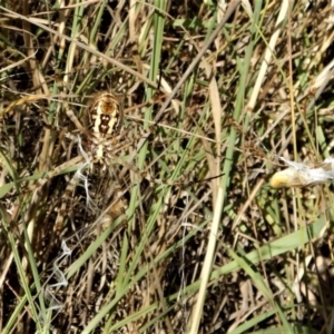 Argiope trifasciata at Belconnen, ACT - 11 Jan 2017 07:56 AM