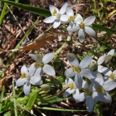 Montia australasica (White Purslane) at Paddys River, ACT - 14 Jan 2017 by JohnBundock