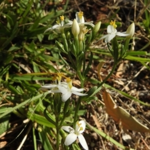 Montia australasica at Paddys River, ACT - 14 Jan 2017