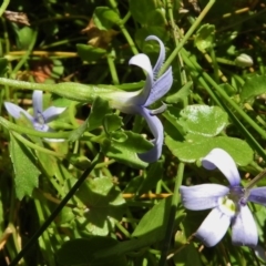 Isotoma fluviatilis subsp. australis (Swamp Isotome) at Paddys River, ACT - 14 Jan 2017 by JohnBundock