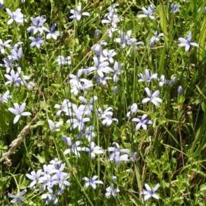 Isotoma fluviatilis subsp. australis at Paddys River, ACT - 14 Jan 2017 10:17 AM