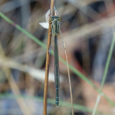 Xanthagrion erythroneurum (Red & Blue Damsel) at Gungahlin, ACT - 14 Jan 2017 by CedricBear