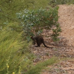 Wallabia bicolor (Swamp Wallaby) at Namadgi National Park - 13 Jan 2017 by ibaird