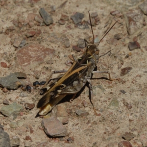 Oedaleus australis at Gungahlin, ACT - 14 Jan 2017 11:18 AM