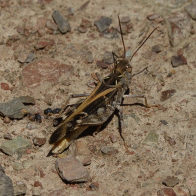 Oedaleus australis (Australian Oedaleus) at Mulligans Flat - 14 Jan 2017 by CedricBear